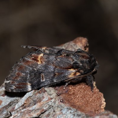 Notodonta dromedarius (hřbetozubec březový), Říčky