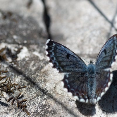 Scolitantides orion (modrásek rozchodníkový), Lysá hora u Ochozu