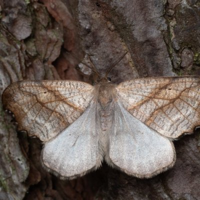 Falcaria lacertinaria (srpokřídlec březový), NPR Radostínské rašeliniště