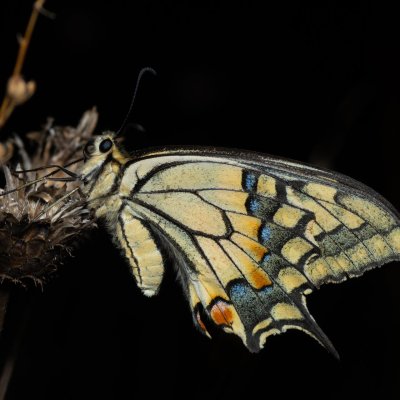Papilio machaon (otakárek fenyklový), NPP Na Adamcích