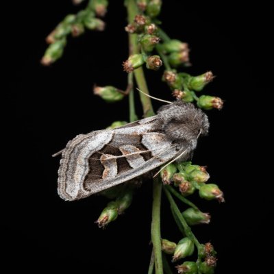 Episema glaucina (jasnobarvec západní), lom Perná