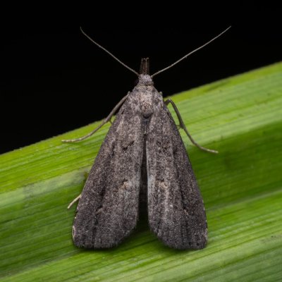 Schrankia costaestrigalis (můřička mateřídoušková), PP Bobrava