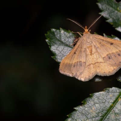 Isturgia arenacearia (kropenatec čičorkový), PR Svatý kopeček
