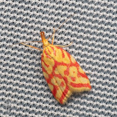 Hypercallia citrinalis (krásněnka žlutočervená), Hády