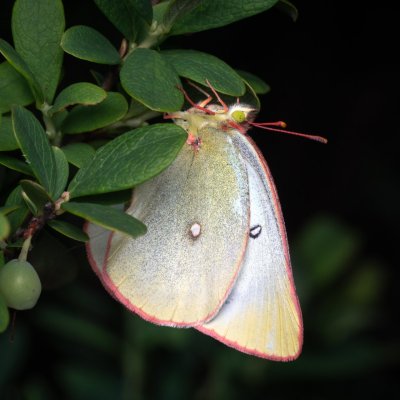 Colias palaeno (žluťásek borůvkový), PP Pohoří na Šumavě