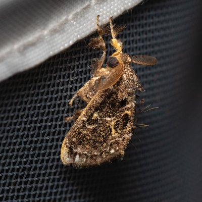 Cozola sp., TH, Khao Sok