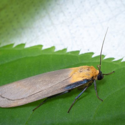 Lithosia quadra (lišejníkovec čtveroskvrnný), Nebovidy