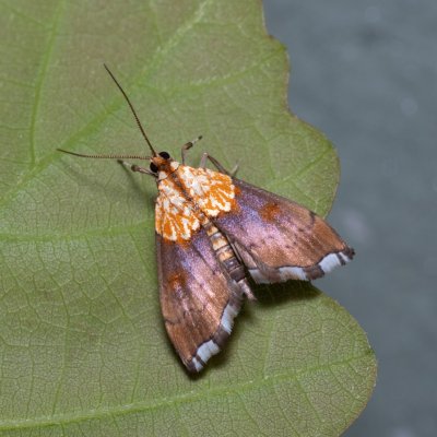 Agrotera nemoralis (zavíječ hajní), Kývalka