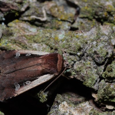 Ochropleura plecta (osenice čekanková), Klentnice