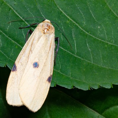 Lithosia quadra (lišejníkovec čtveroskvrnný), Nebovidy