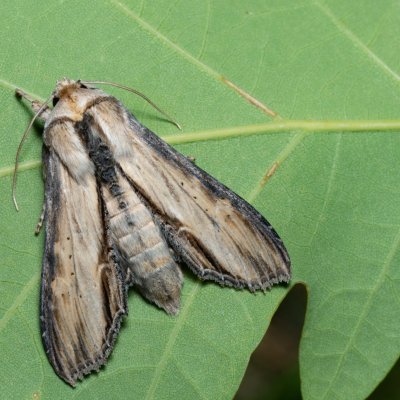 Shargacucullia lychnitis (kukléřka tečkovaná), PR Kamenný vrch