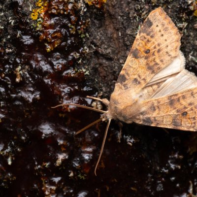 Xanthia ocellaris (zlatokřídlec topolový), Hády - odkaliště