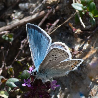Polyommatus eros (modrásek stepní), IT, Pfelders - Plan, Jižní Tyrolsko
