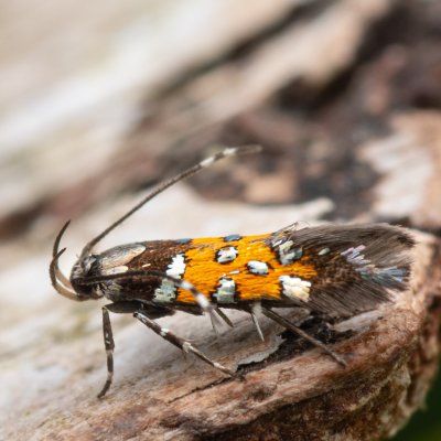 Stagmatophora heydeniella (-), NPP Na Adamcích