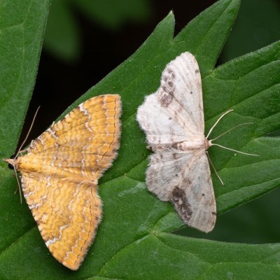 Camptogramma bilineatum (píďalka kopřivová), Idaea dimidiata (žlutokřídlec měsíčkový), NPR Děvín