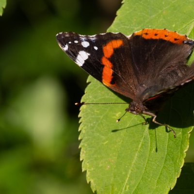 Vanessa atalanta (babočka admirál), Žebětín