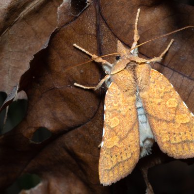 Jodia croceago (zlatokřídlec vzácný), Kamenný vrch