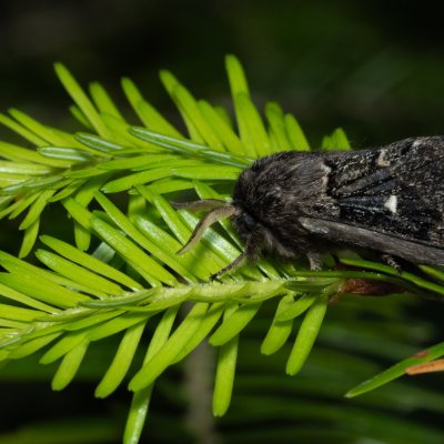 Cosmotriche lobulina (bourovec měsíčitý), Devět křížů