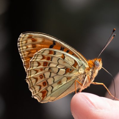Argynnis niobe (perleťovec maceškový), HR, Velika Paklenica