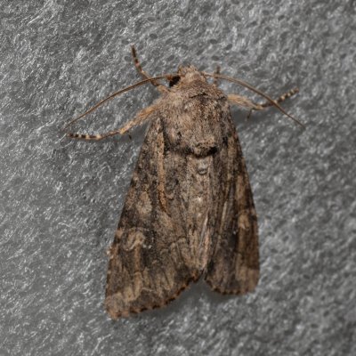 Apamea anceps (šedavka polní), Kývalka