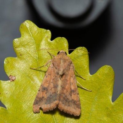 Helicoverpa armigera (černopáska bavlníková), Kývalka