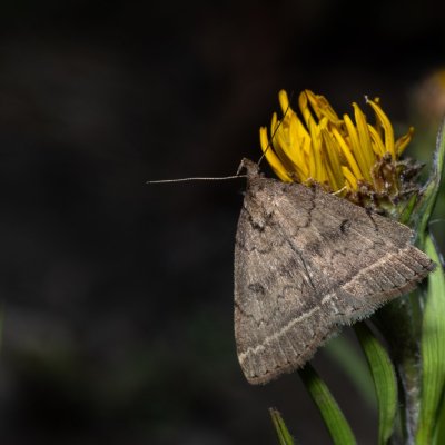 Zanclognatha zelleralis (žlutavka Zellerova), Hády