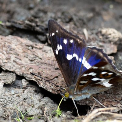 Apatura iris (batolec duhový), Lukovany