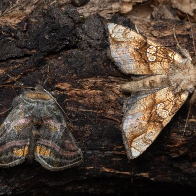 Euchalcia variabilis (kovolesklec horský), Polychrysia moneta (kovolesklec omějový), NPR Děvín