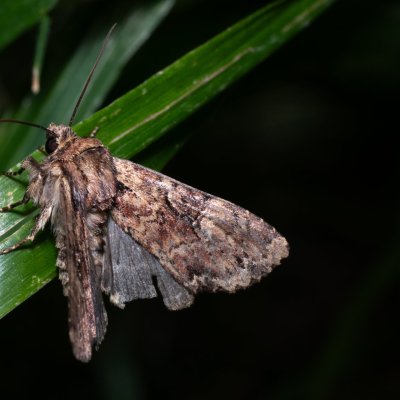 Apamea epomidion (šedavka rezavá), Hrabětice