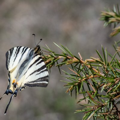 Iphiclides podalirius (otakárek ovocný), PP Pustý mlýn