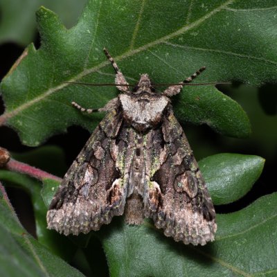 Allophyes oxyacanthae (pestroskvrnka hlohová), PP Kavky
