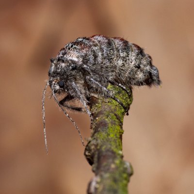 Apocheima hispidaria (drsnokřídlec dubový), Žebětín