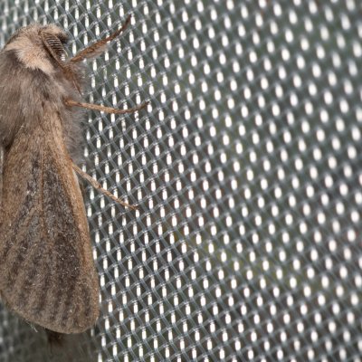 Phragmataecia castanea (drvopleň rákosový), Hrabětice