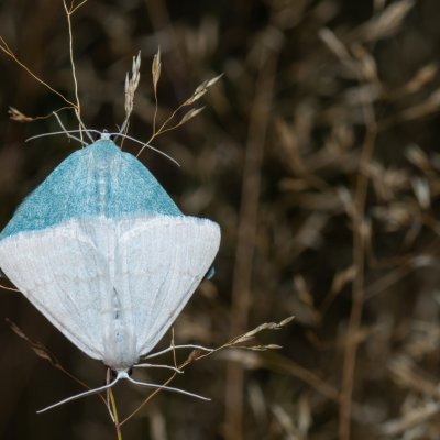 Pseudoterpna pruinata (zelenopláštník janovcový), Kývalka