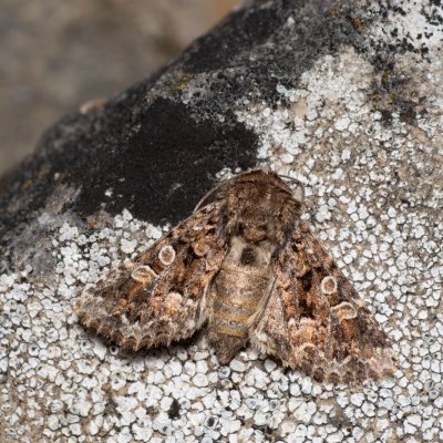 Hadena perplexa (můra tobolková), Hády - lesní lom