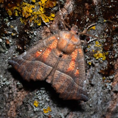 Scoliopteryx libatrix (sklepnice obecná), Hády - odkaliště