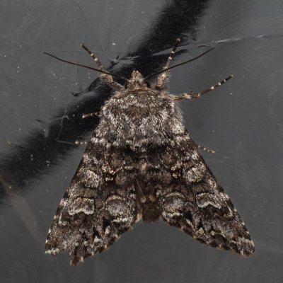Papestra biren (můra sivá), PR Pavlovské mokřady