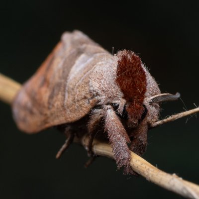 Clostera anastomosis (vztyčnořitka vrbová), PP Bobrava