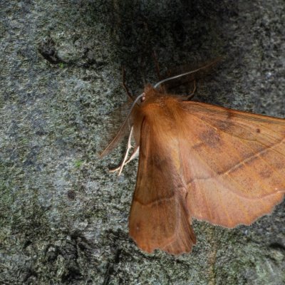 Colotois pennaria (zejkovec pozdní), Žebětín