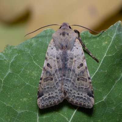 Agrochola lychnidis (polnice střemchová), PP Kavky