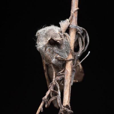 Orthosia opima (jarnice šedá), PP Člupy