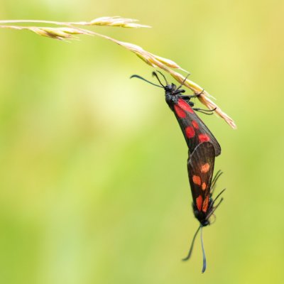 Zygaena viciae (vřetenuška komonicová), PP Obůrky - Třeštěnec