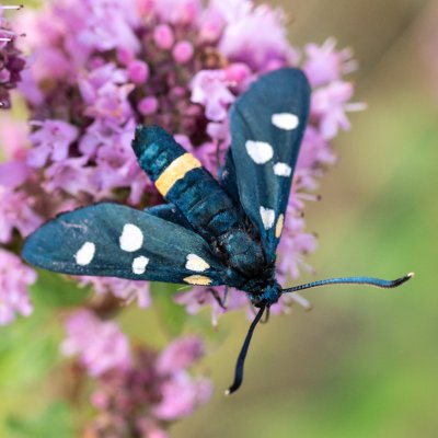 Zygaena ephialtes (vřetenuška čičorková), Vilémovice
