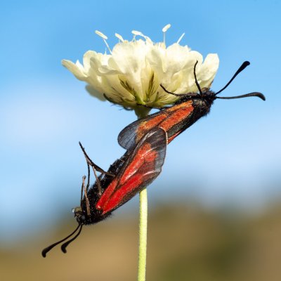 Zygaena purpuralis/minos (vřetenuška mateřídoušková/přehlížená), Vilémovice