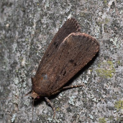 Amphipyra tragopoginis (blýskavka obecná), PR Svatý kopeček