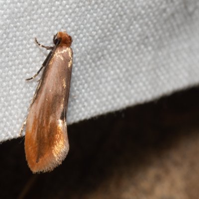 Tinea semifulvella (mol žlutavý), Žebětín