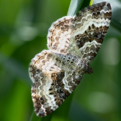 Epirrhoe alternata (píďalka obecná), PP Kozének
