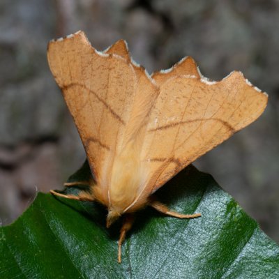 Ennomos erosaria (zejkovec lipový), Kývalka