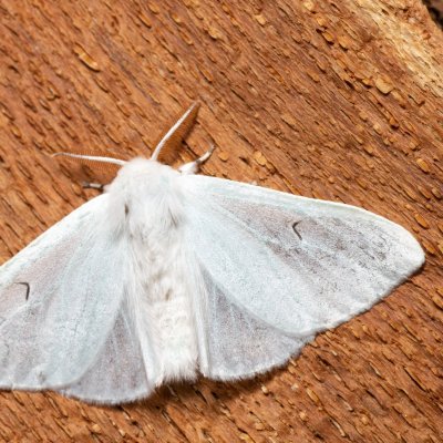 Arctornis l-nigrum (bekyně černé L), Kývalka