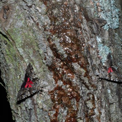 Catocala promissa (stužkonoska úzkopásá), Žebětín